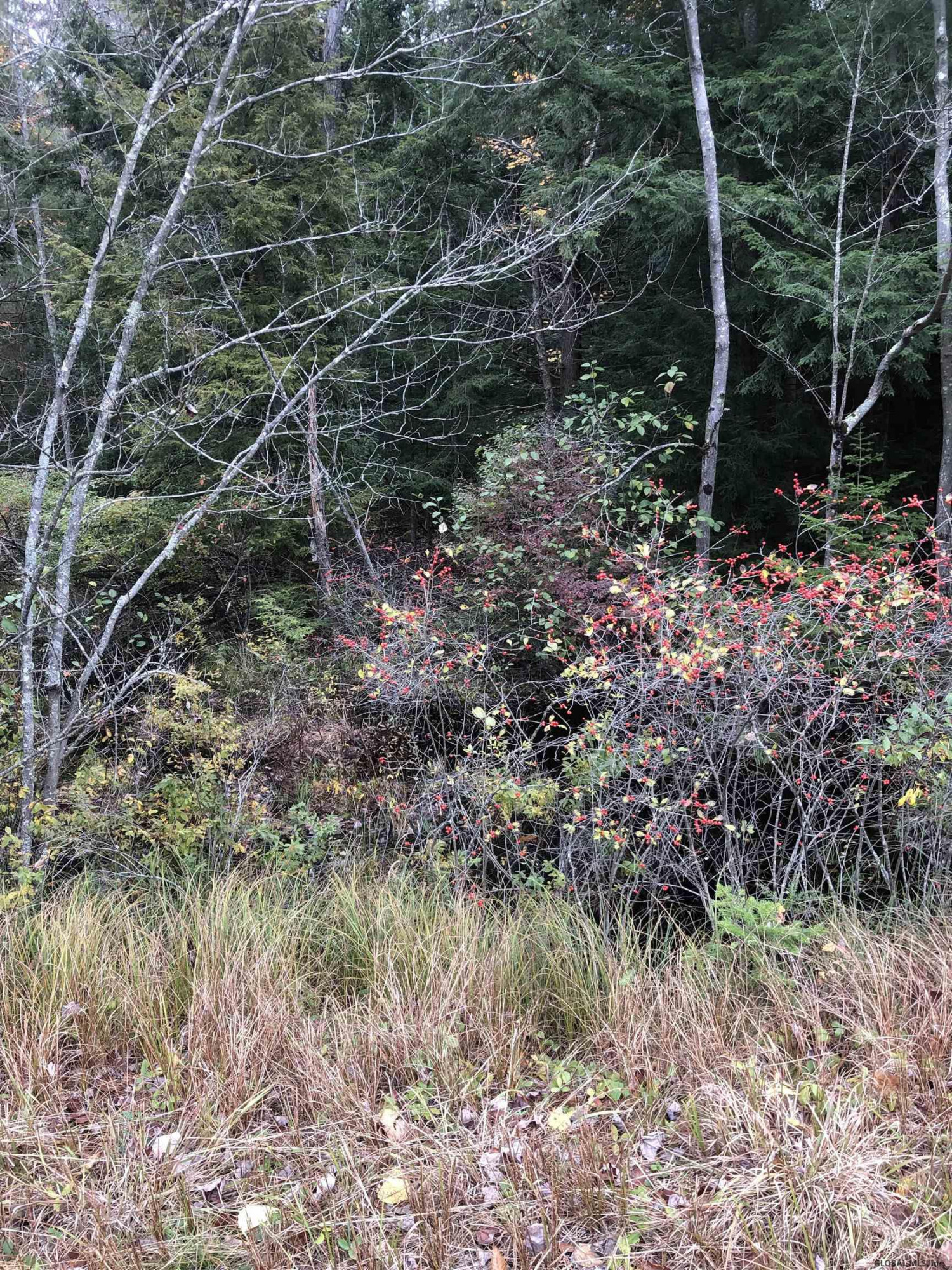 1558 Viele Pond Road Warrensburg NY 12885