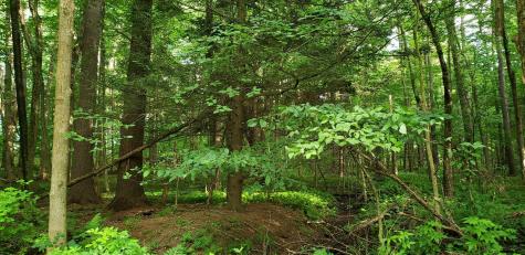 234 (parcel 2) Bender Lane Glenmont NY 12077