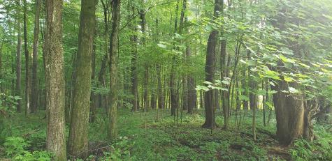 234 (parcel 2) Bender Lane Glenmont NY 12077
